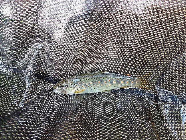 Cedar Run Trout1.JPG